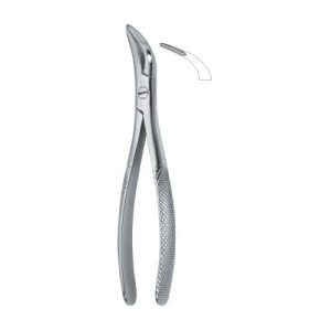 Witzel Root Fragments